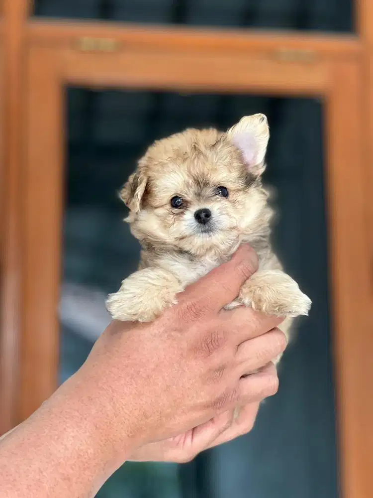 Anjing / puppies pompoo jantan cute