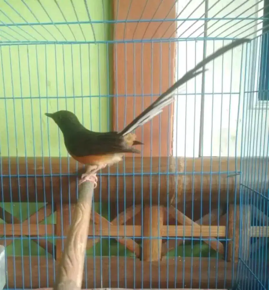 Murai betina siapan ekor 18cm ready 2 ekor