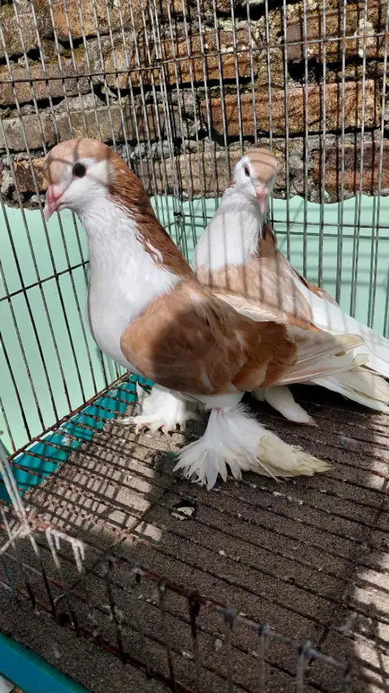 Merpati Hias Yellow Lahore