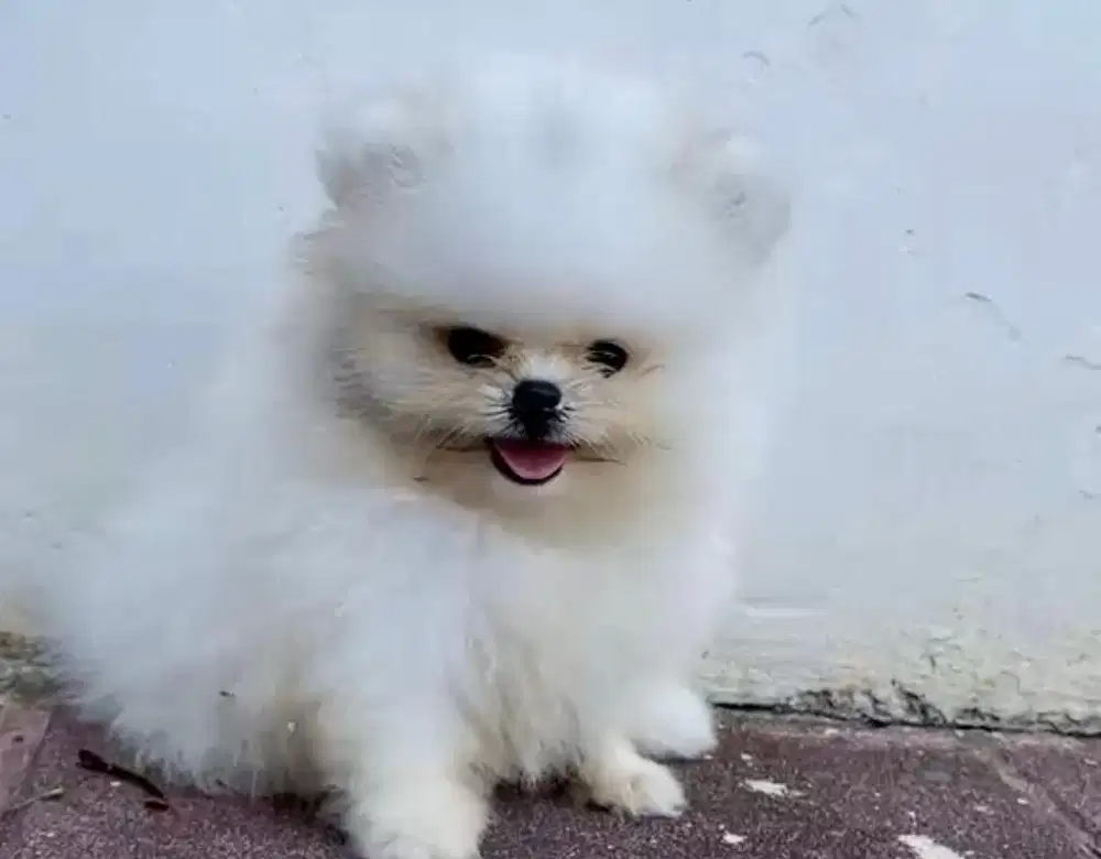 Anjing / puppies superminipom jantan