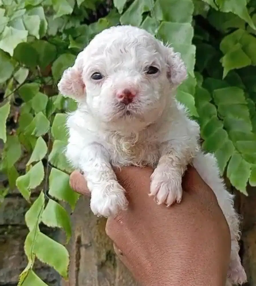 Anjing / puppies white toy poodle (betina)