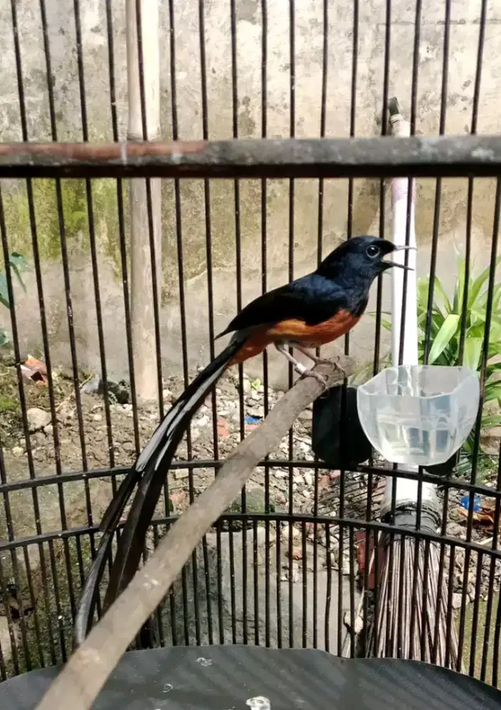 Murai batu medan ekor klewer 30cm body super