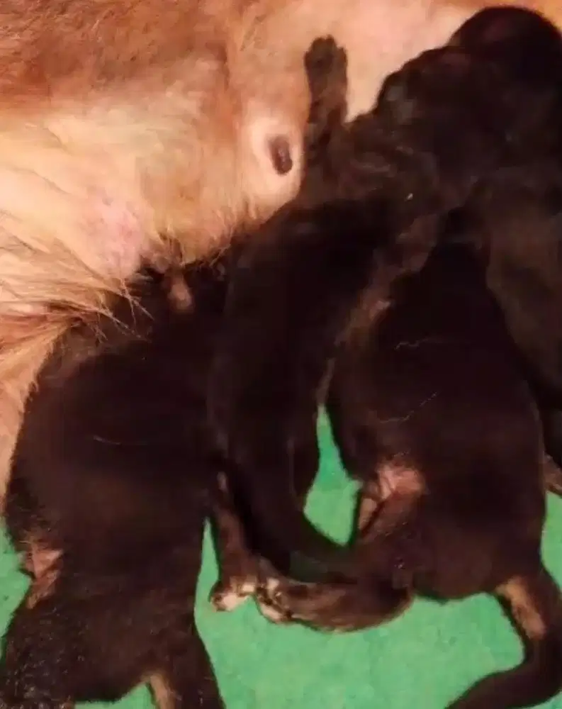 OB anjing / puppies herder (german shepherd)