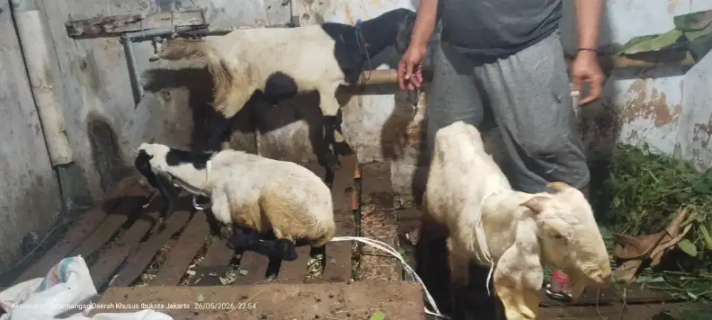 Jual Kambing Qurban