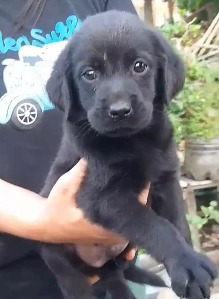 Anjing / puppies labrador hitam murmer