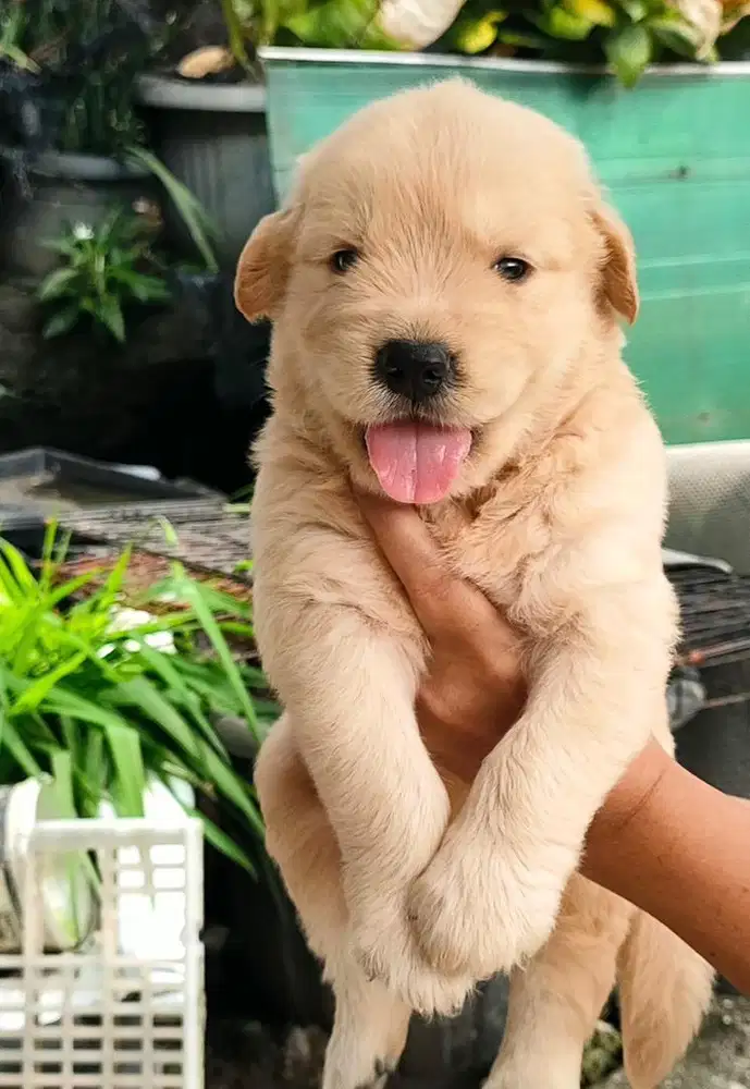 Anjing / puppies golden retriever bigbone