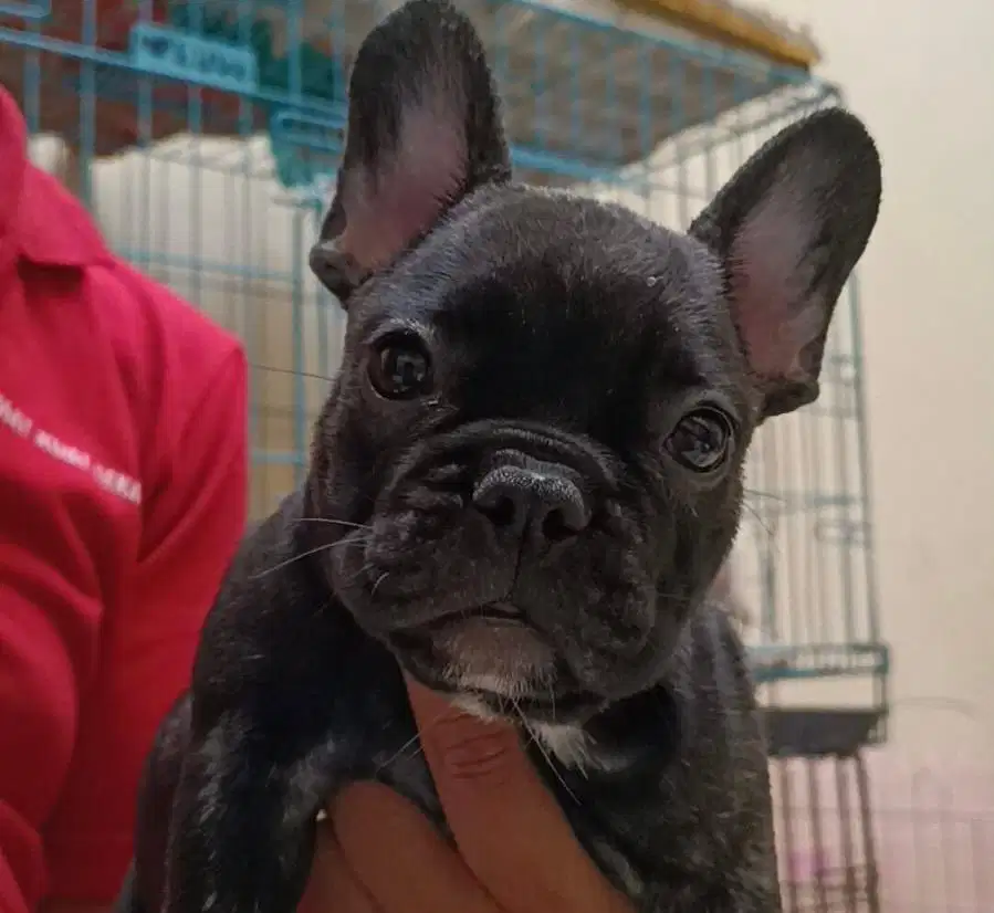 Anjing / puppies french bulldog