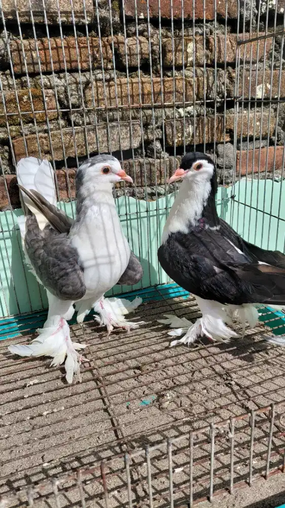 Black Lahore × Silver Lahore
