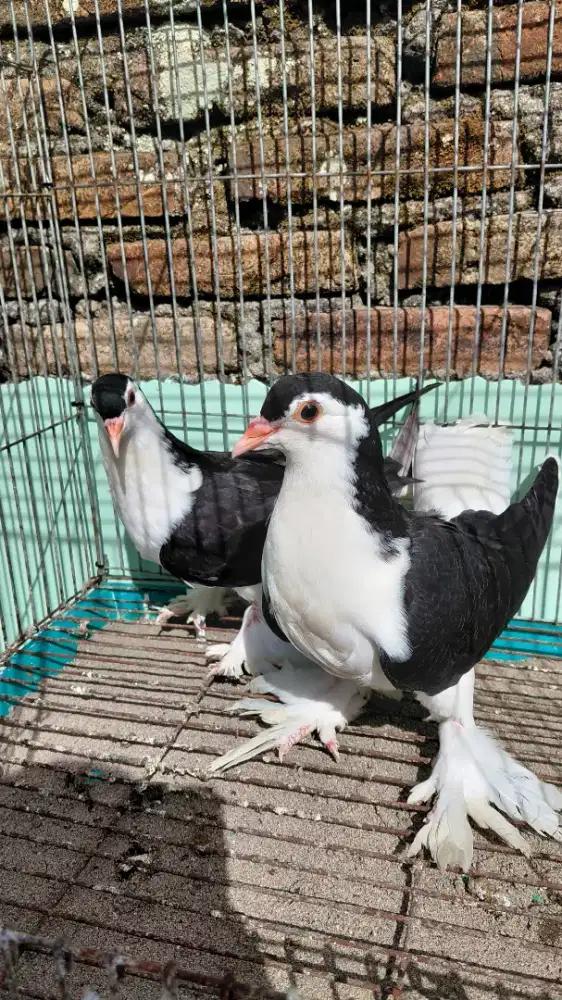 Merpati Hias Black Lahore