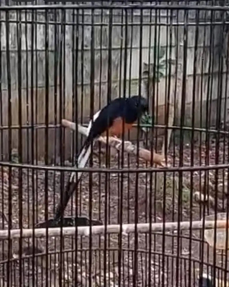 Murai Batu Gacoran Siap Gantang