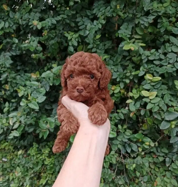 Anjing / puppies red toy poodle betina