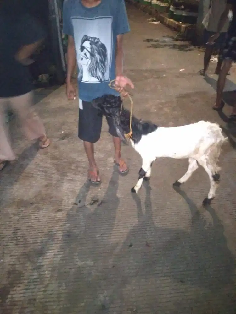 Kambing kelas ekonomis