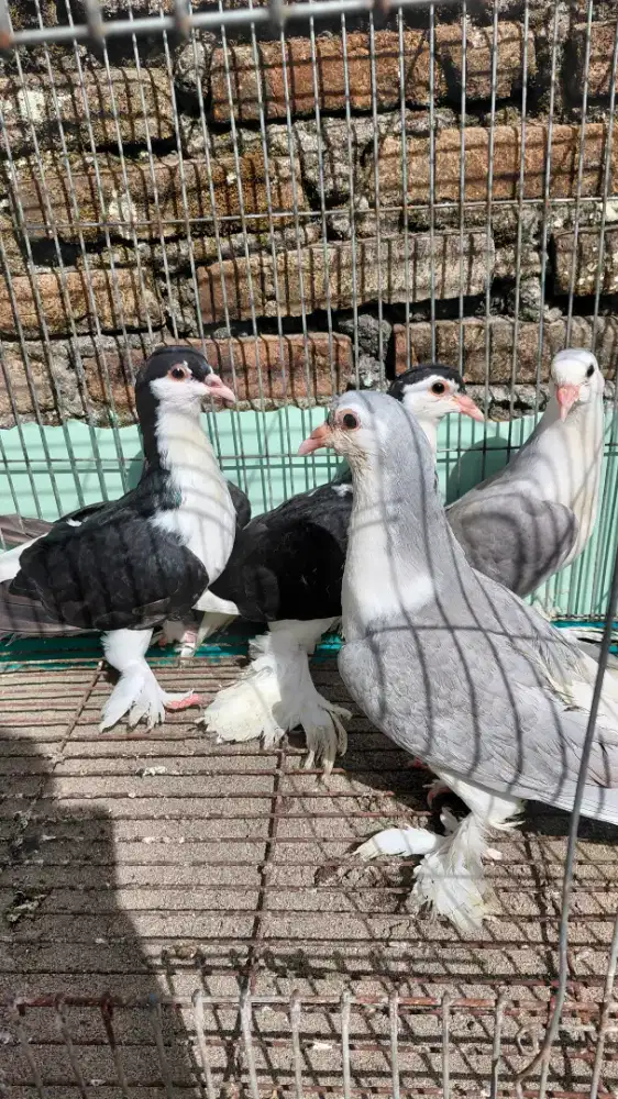 Merpati Black Lahore × Silver Lahore