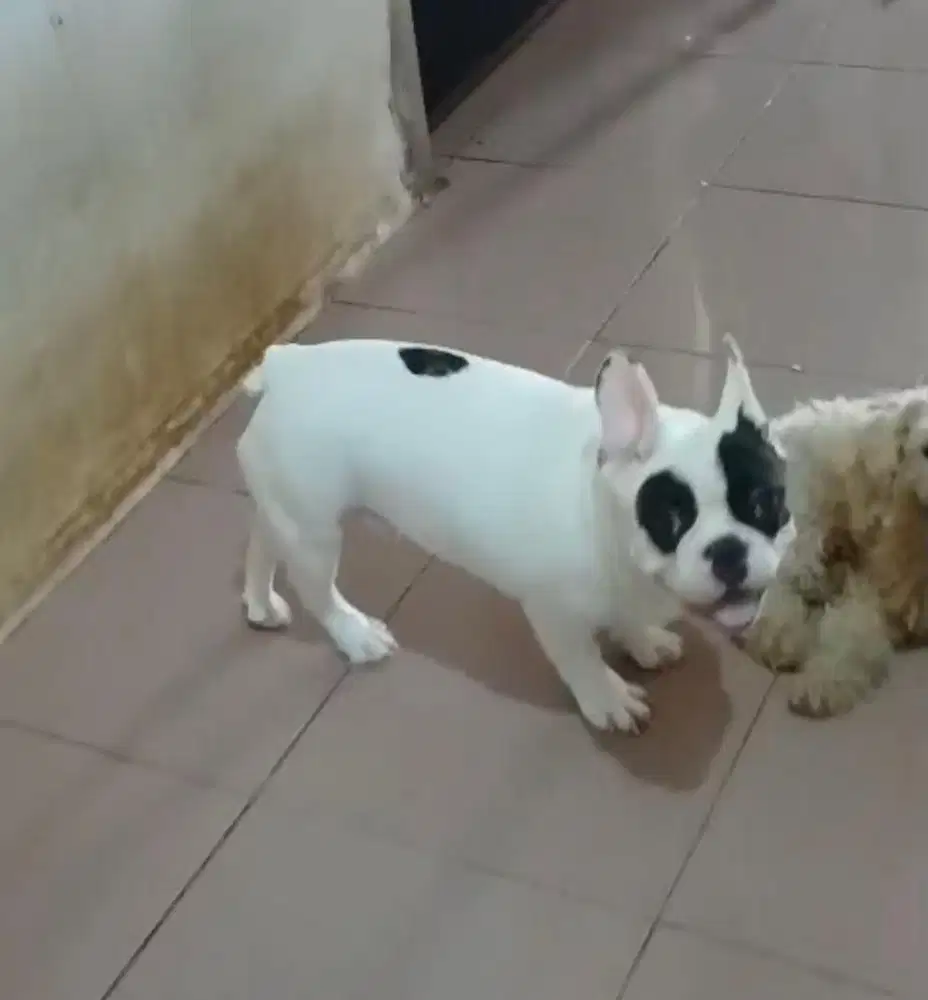 Puppies / anjing french bulldog jantan