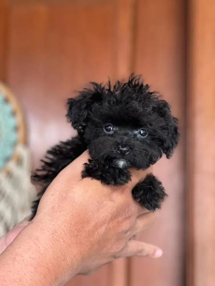 Anjing / puppies black tiny poodle (jantan)