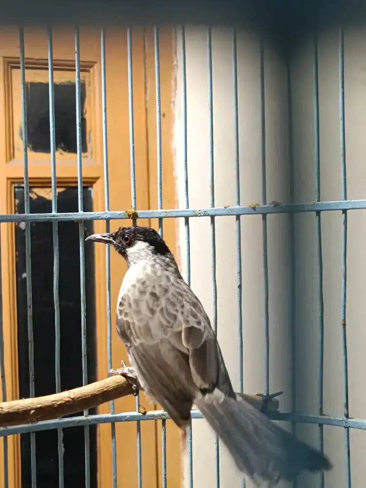 Burung saja kutilang gacor alarm subuh kaki deker barter tuker tambah