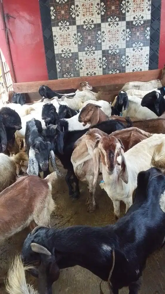 Jual cepat!!! Kambing siap qurban