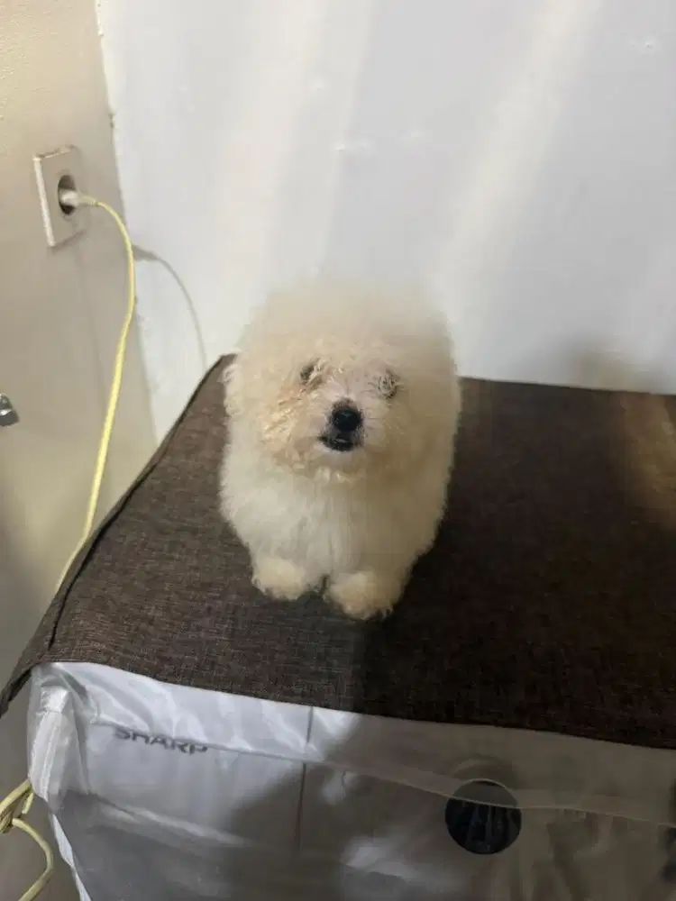 Anjing / puppies bichon frise jantan murmer