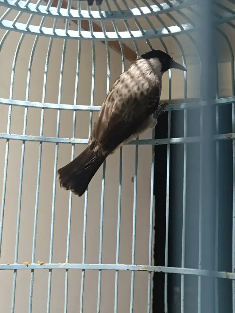 Burung aja kutilang alarm subuh gacor kaki deker tuker tambah barter