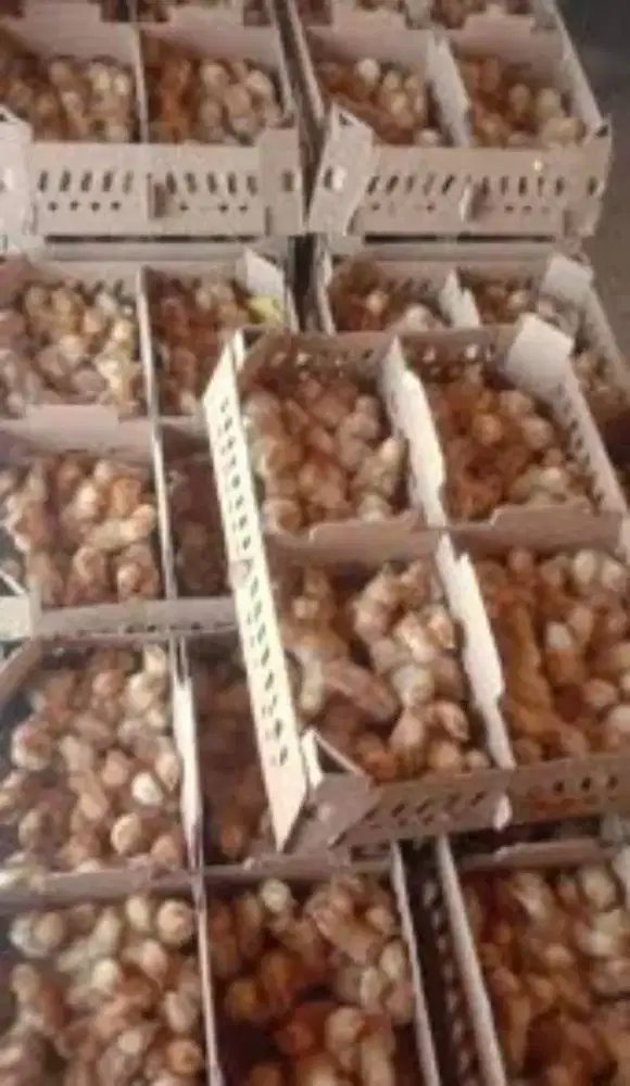 Bibit ayam petelur