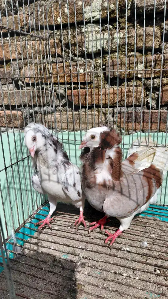 Merpati Old Dutch Capuchine