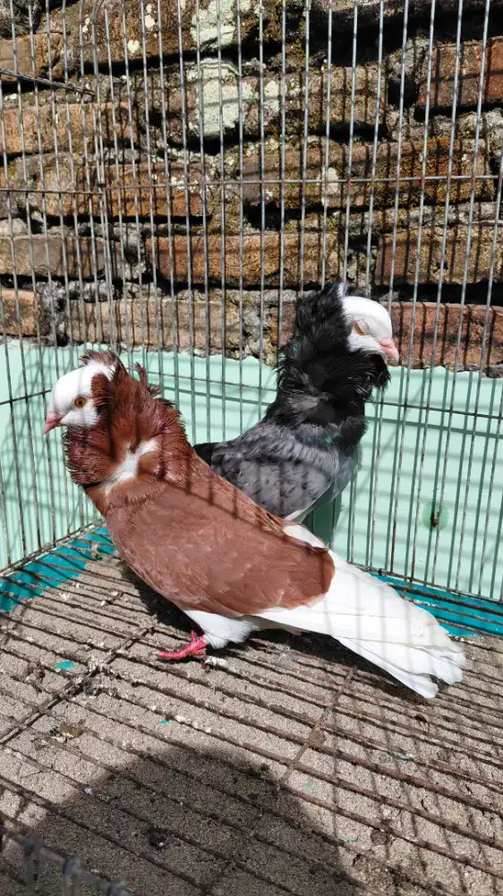Merpati Old Dutch Capuchine