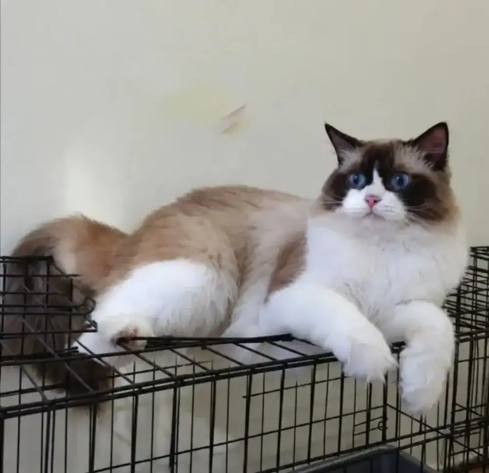Ragdoll male anakan import