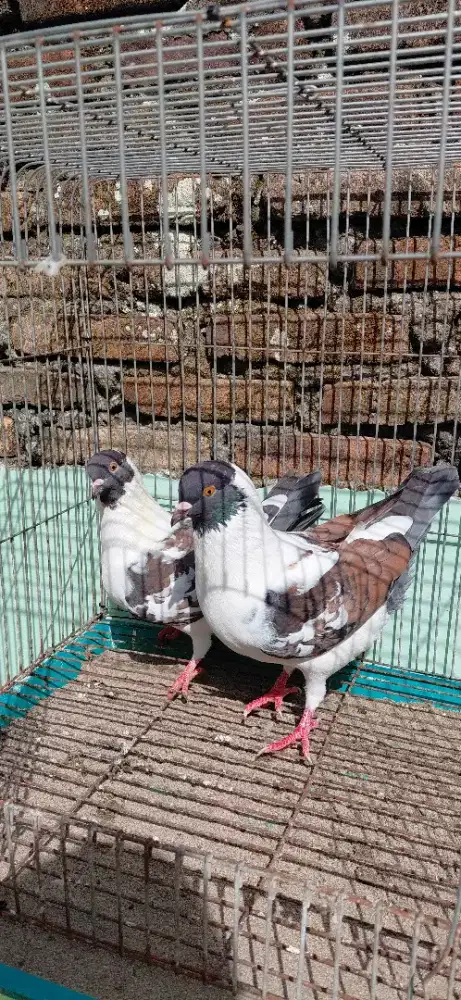 Merpati Hias Modena