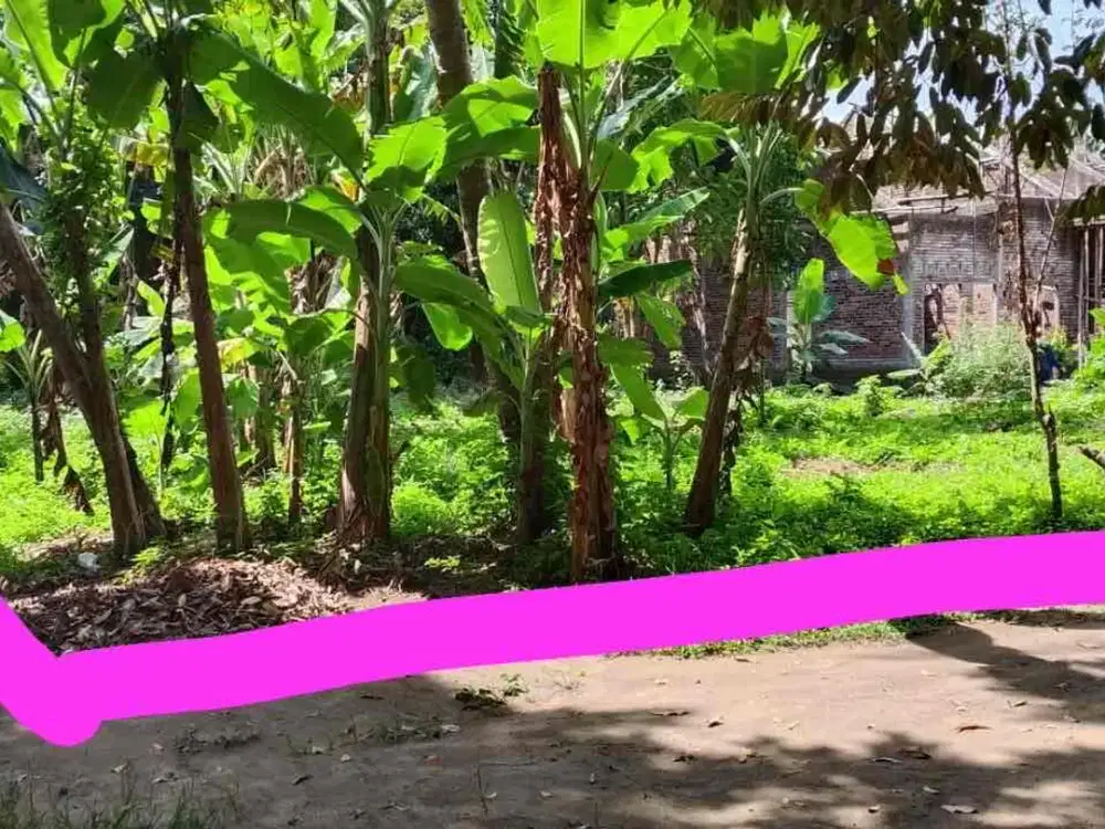Dijual Tanah Pekarangan di Margomulyo Seyegan