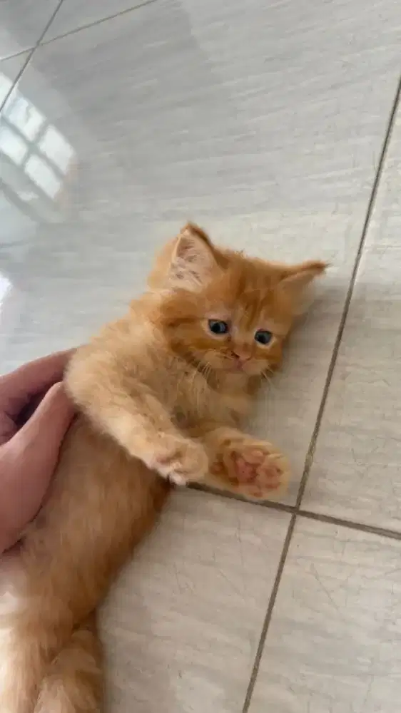 Siap lepas adop.. kucing umur 2 bln