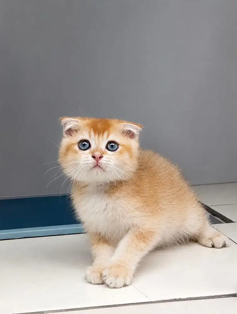 Kucing scottish fold golden bukan bsh kitten