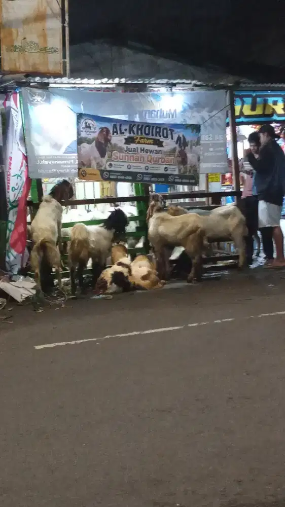 Jual Hewan Sunnah Qurban