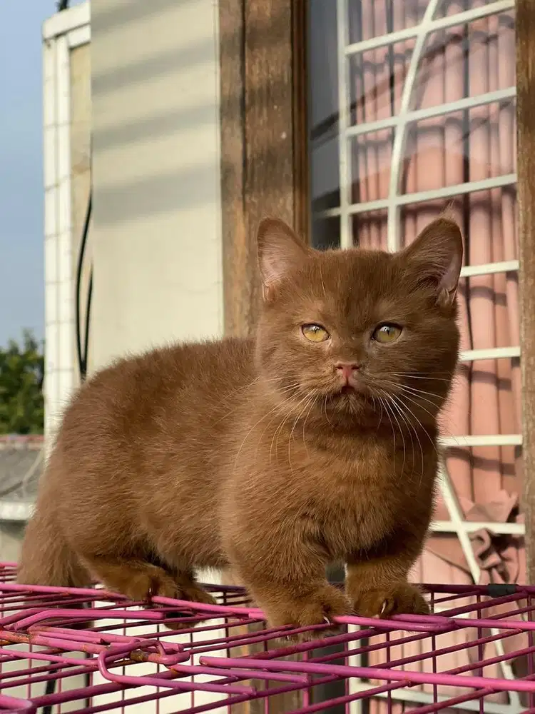Munchkin bsh cinnamon kitten