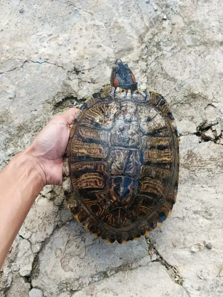 Kura kura Brazil betina