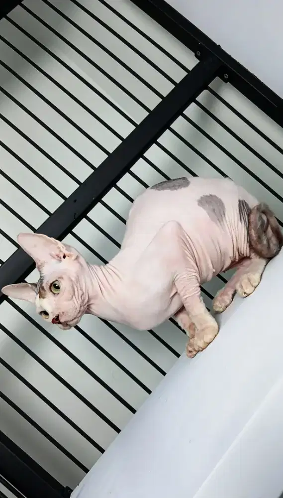Sphynx Indukan Proven 3×