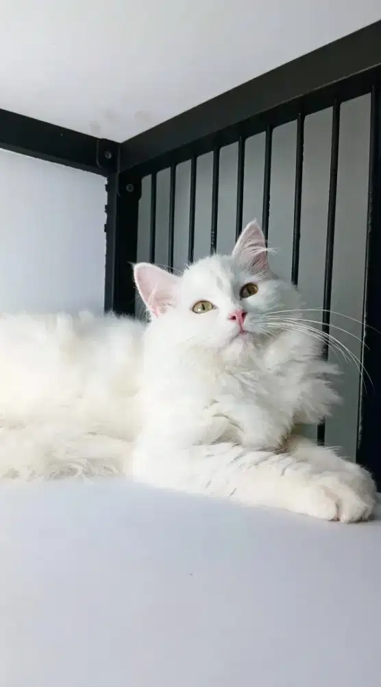 Persia Whitesolid Betina Kitten