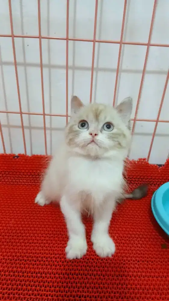 Kitten Himalaya 3 Bulan MINUS YAA