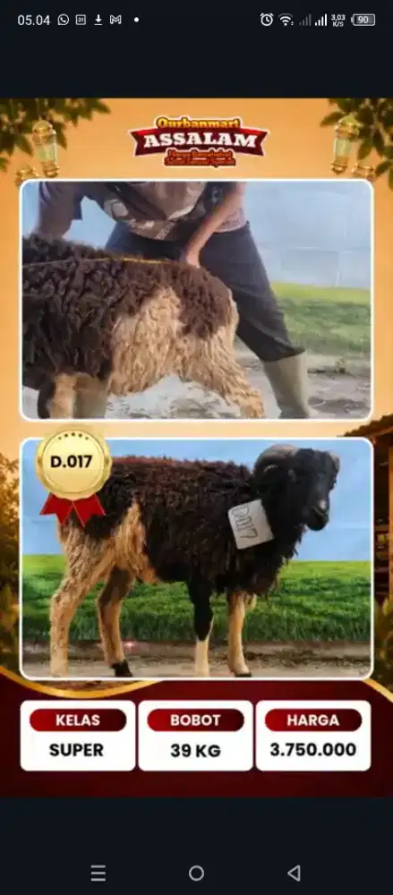 Domba Qurban 2026, Bandung siap antar