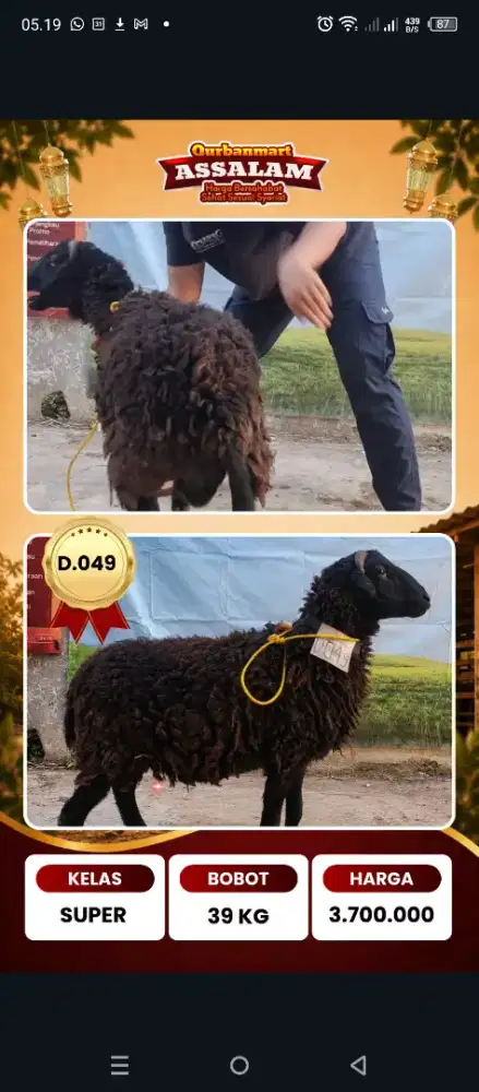 Domba Super, qurbanmart As Salam 2026
