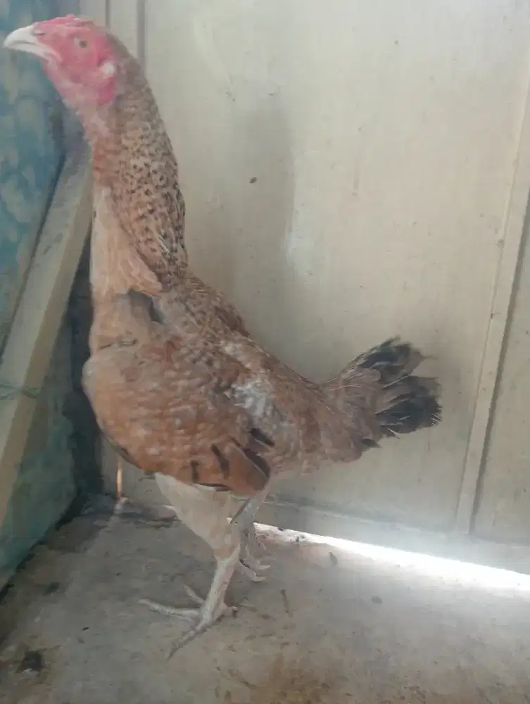 Ayam betina Bangkok sudah beranak 2x