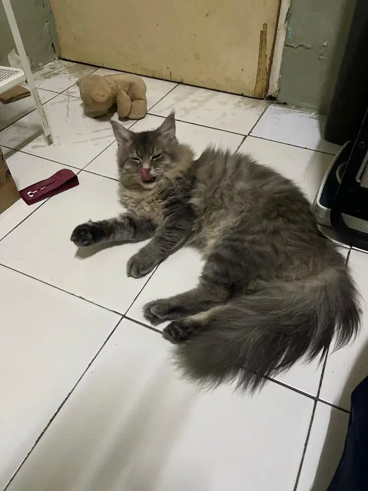 Mainecoon x ragdoll kitten 7bulan