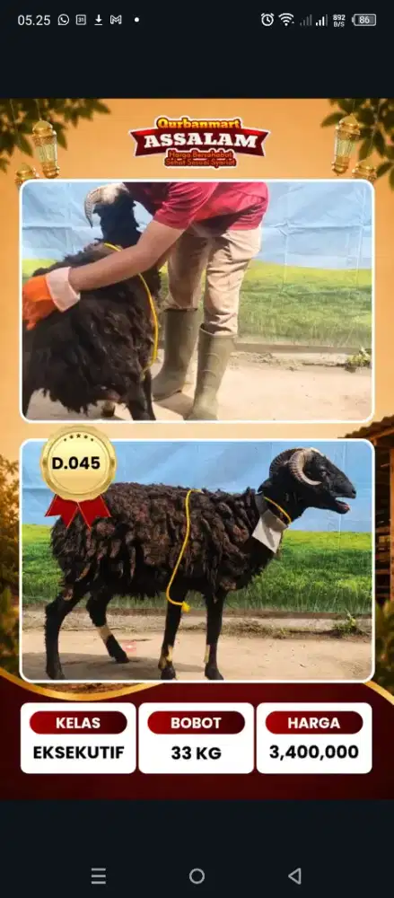 Eksekutif 2026, Domba qurban siap antar