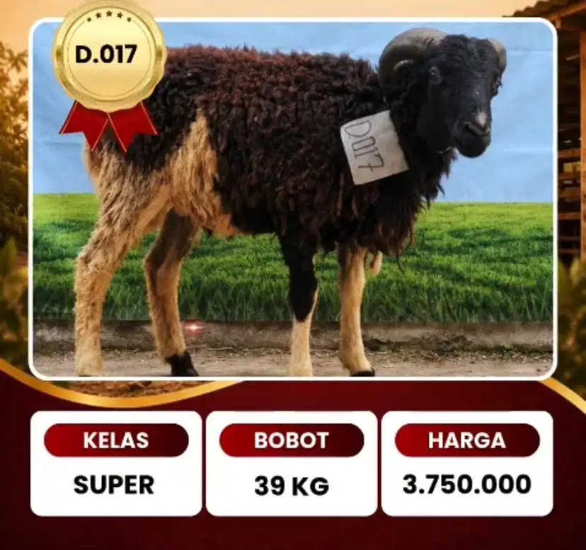 DOMBA QURBAN SPESIAL