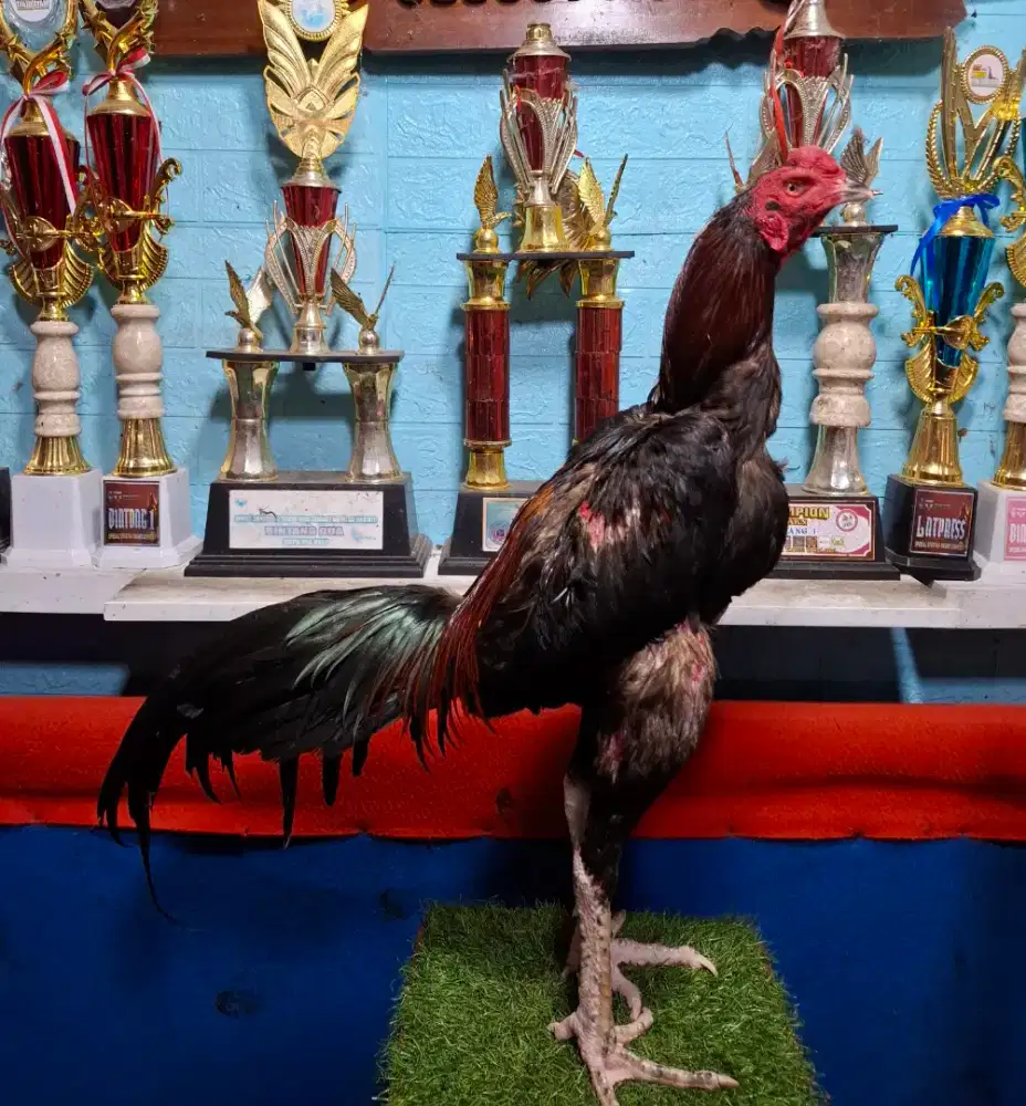 AYAM PAKHOY AYAM PAMA AYAM BANGKOK AYAM MANGON