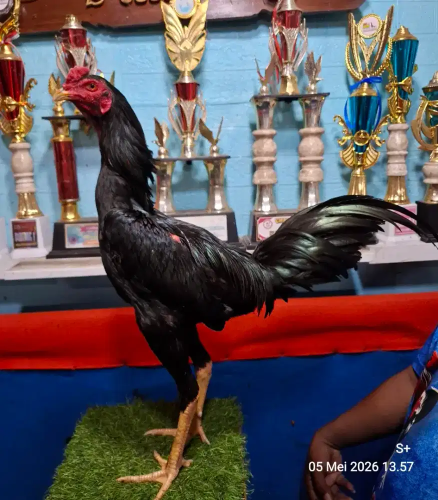 AYAM PAKHOY AYAM PAMA AYAM BANGKOK AYAM MANGON