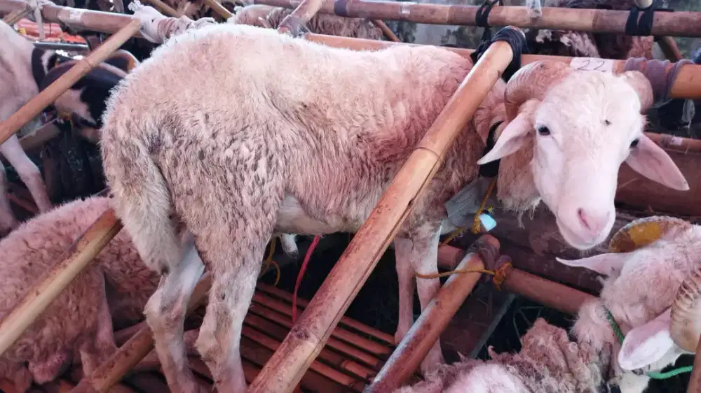 CUCI GUDANG HARI LEBARAN DOMBA QURBAN SEHAT