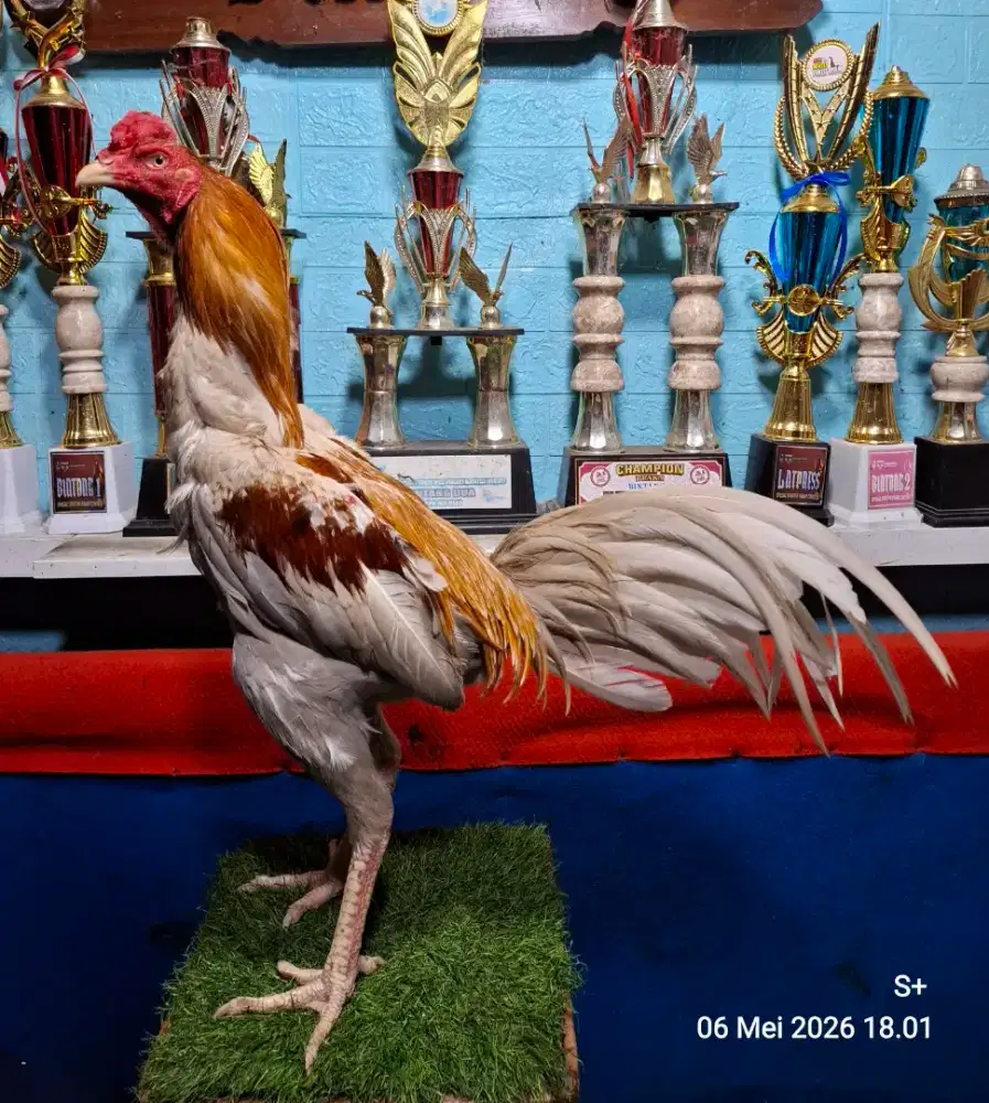 AYAM PAKHOY AYAM PAMA AYAM BANGKOK AYAM MANGON