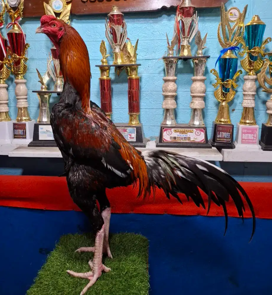 AYAM PAKHOY AYAM PAMA AYAM BANGKOK AYAM MANGON