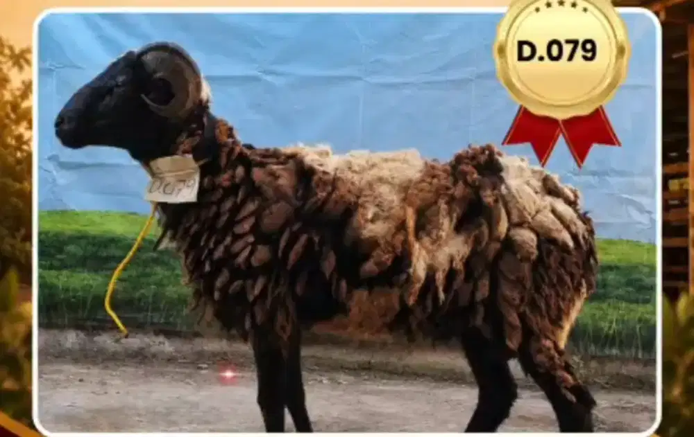 Jual domba qurban sesuai syatiat