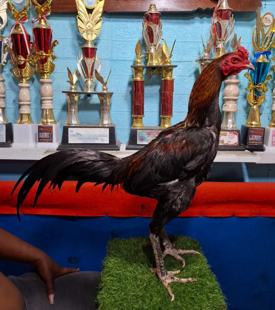AYAM PAKHOY AYAM PAMA AYAM BANGKOK AYAM MANGON